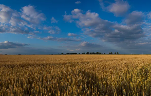 Picture sky, trees, landscape, nature, sunset, clouds, wheat, Field