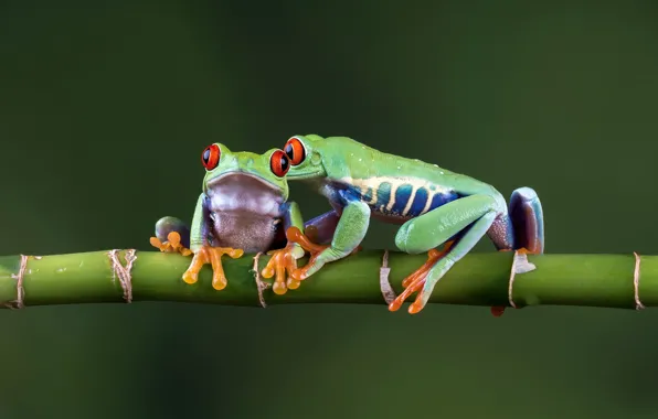 Picture background, bamboo, pair, frogs, color, wand, bokeh