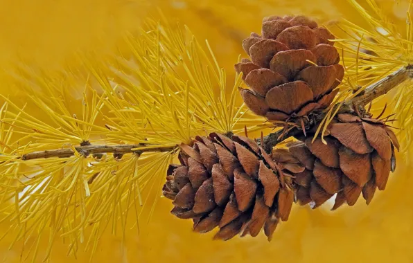 Picture macro, needles, branch, bumps, larch