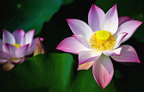 Picture leaves, flowers, nature, the dark background, petals, Lotus, pink, buds