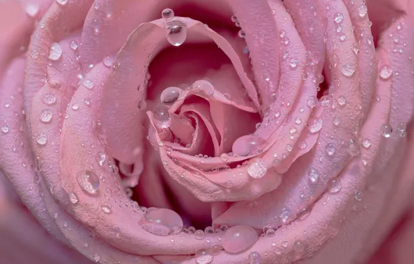 Drops, macro, roses, pink