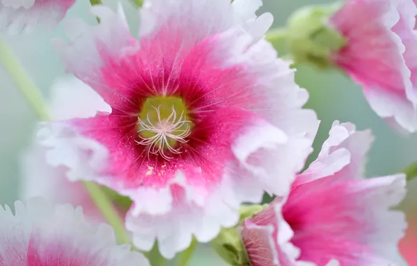 Macro, petals, mallow