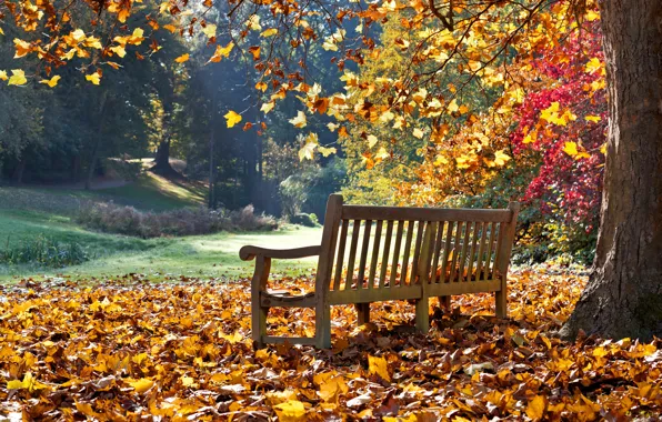 Picture photo, Nature, Autumn, Bench, Leaves, Park