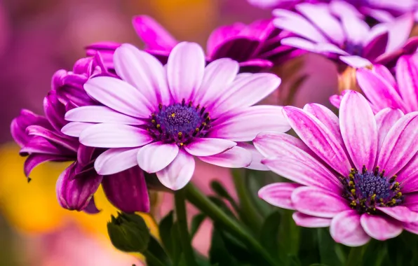 Picture macro, petals, Osteospermum