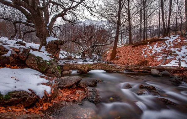 Autumn, forest, leaves, snow, trees, nature, stream, stones