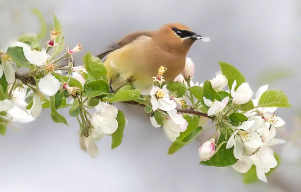Flowers, background, bird, branch, spring, petal, white, Apple