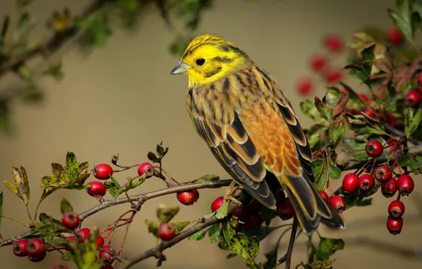 Branches, bird, feathers