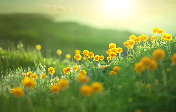Field, summer, landscape, flowers, nature, hills, summer, field