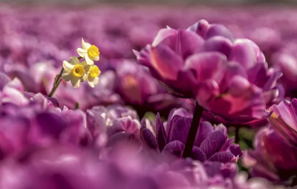 Picture tulips, daffodils, bokeh