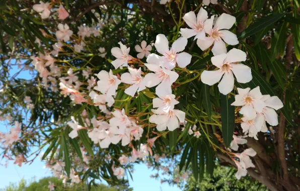 Flowers, Leaves, Plants, Flowers, Leaves, Plants, White Oleander, White Oleander