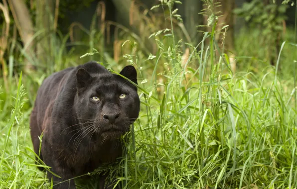 Picture cat, grass, look, Panther, black leopard