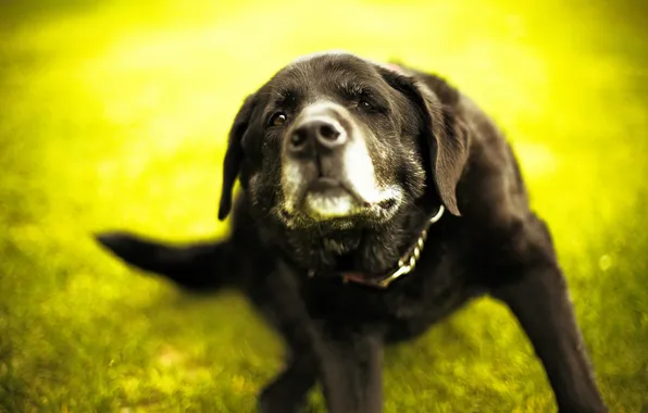 Green, dog, bokeh, Labrador Retriever