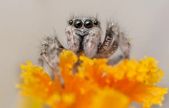 Picture macro, spider, insect, Krokus