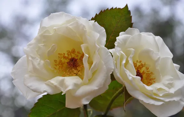 Leaves, glare, background, two, roses, white, tea