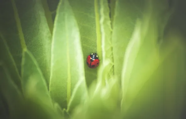 Picture leaves, nature, ladybug