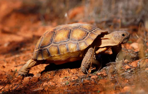 Sand, light, nature, earth, turtle, shadows, red, walk