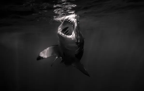 Underwater, sea, water, monochrome, swimming, gray and white shark