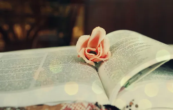 Flower, macro, glare, mood, color, book, reading