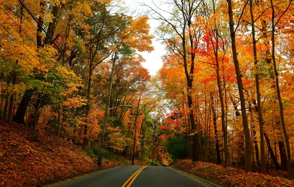 Picture road, autumn, forest, trees, Park, lights
