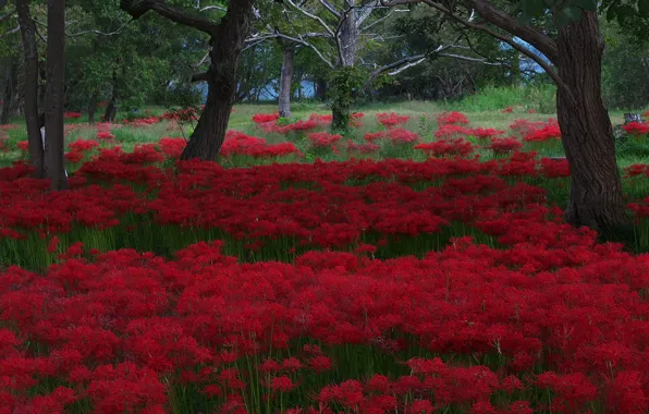 Flowers, glade, red, he lost his parents,