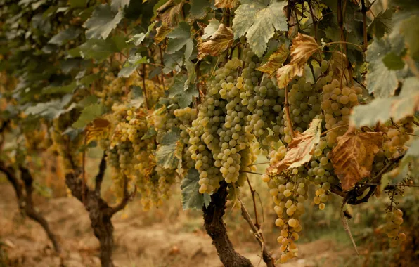 Picture autumn, leaves, branches, nature, green, garden, harvest, grapes