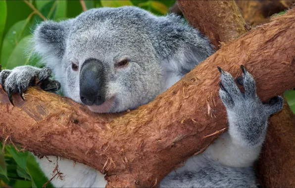 Animals, nature, Koala