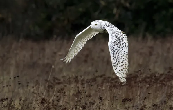 Flight, background, bird, wings, white owl
