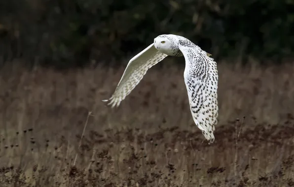 Flight, background, bird, wings, White owl