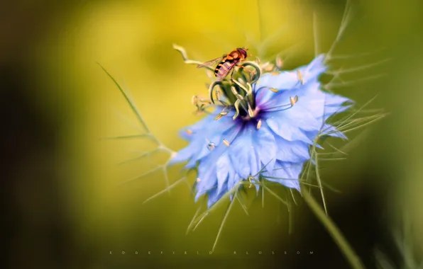 Flower, bee, edgefieldBlossom