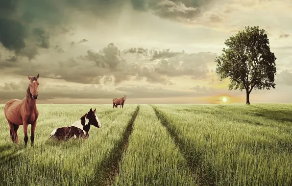 Field, animals, tree, horses