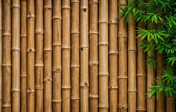 Leaves, wall, bamboo, wall, leaves, bamboo