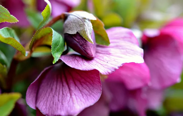 Flower, leaves, pink, blur, Bud
