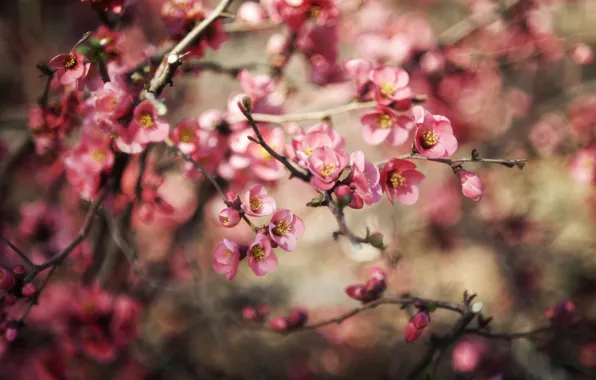 Flowers, nature, branch, plant, blur, flowering, bokeh, bokeh