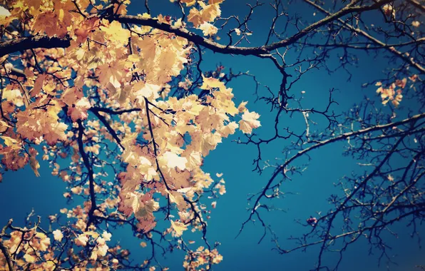 Picture autumn, the sky, leaves, branches, tree, yellow, crown