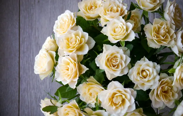 Picture roses, bouquet, buds, flower, rose petals, roses