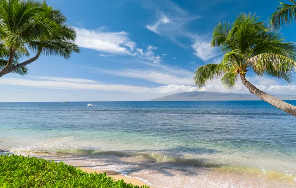 Sand, sea, the sky, the sun, tropics, palm trees, coast, Hawaii