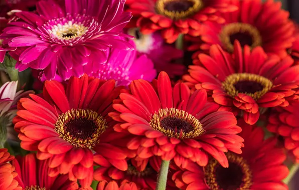 Picture red, gerbera, a lot