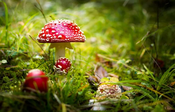 Picture nature, background, mushrooms