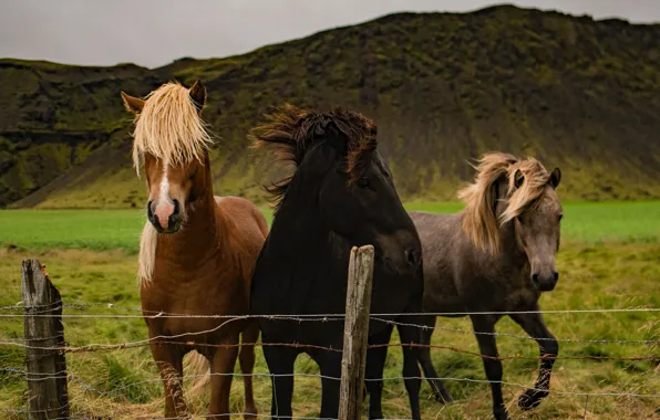 Field, mountains, nature, the fence, horses, horse, the fence, trio