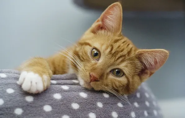 Cat, look, pose, kitty, portrait, red, face, foot