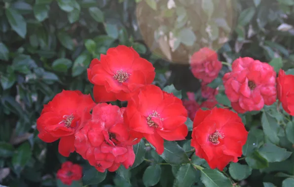 Picture Bokeh, Bokeh, Red roses, Red roses