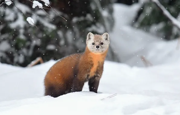 Picture winter, snow, branches, nature, snowfall, marten