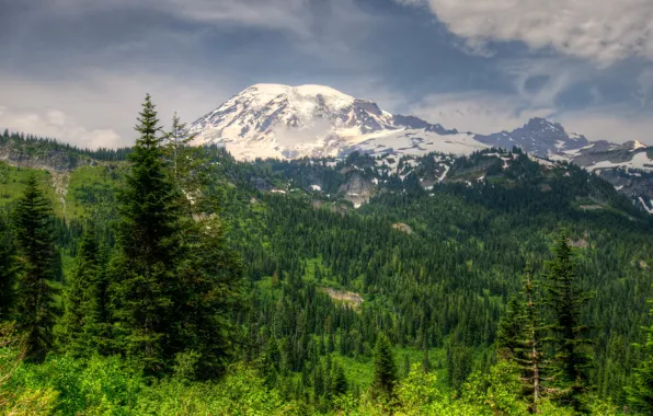 Forest, mountains, glacier, Washington, Mt Rainier