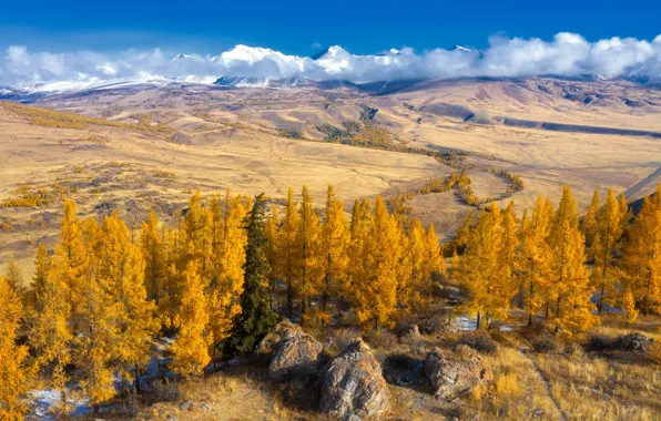 Picture autumn, forest, mountains
