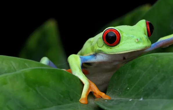 Look, leaves, macro, pose, frog, black background, green, wood