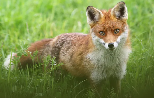 Picture greens, grass, look, glade, Fox, wildlife, Fox