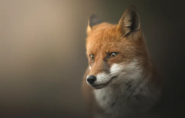 Picture look, face, nature, pose, portrait, Fox, red