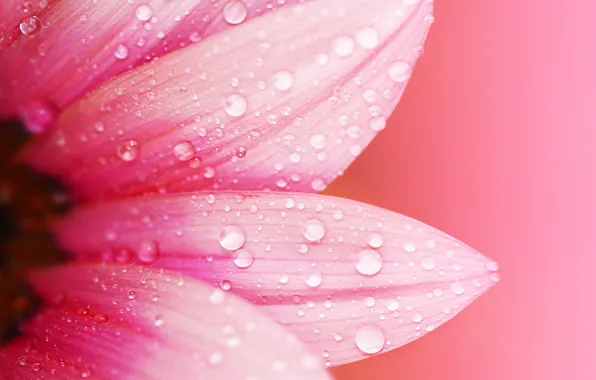 Flower, water, drops, macro, flowers, Rosa, background, pink