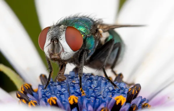 Flower, nature, fly