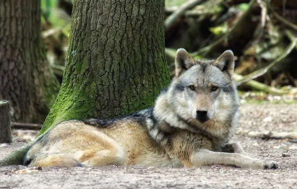 Picture nature, snow, predator, face, animal, wolf, wildlife, portrait